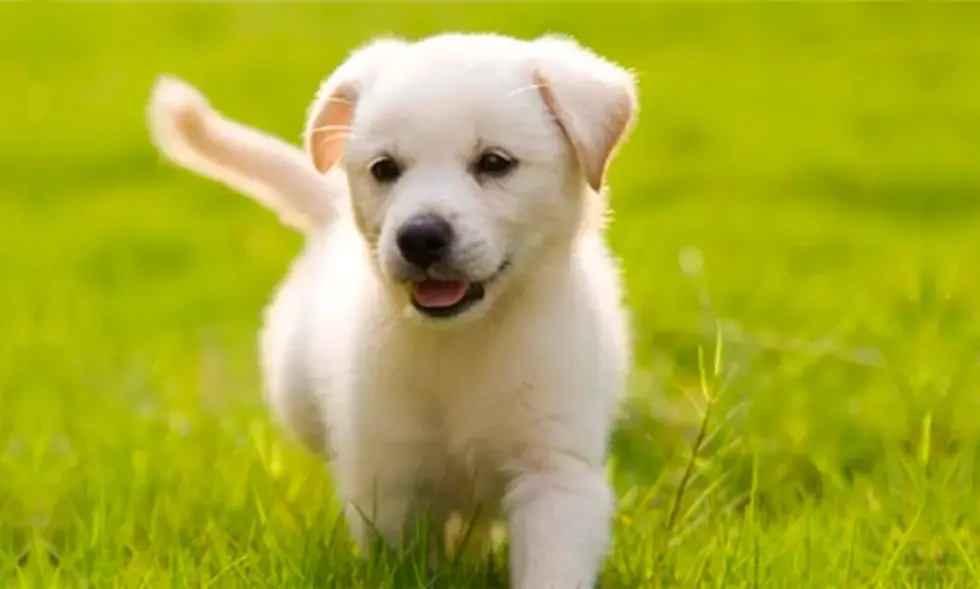 En hundvalp står på en gräsmatta